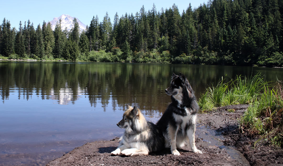 Dogs at Oregon Lake